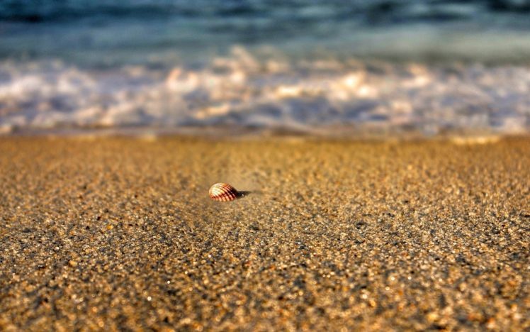nature, Sand, Beach, Sea, River, Shell, Summer, Water, Sea HD Wallpaper Desktop Background