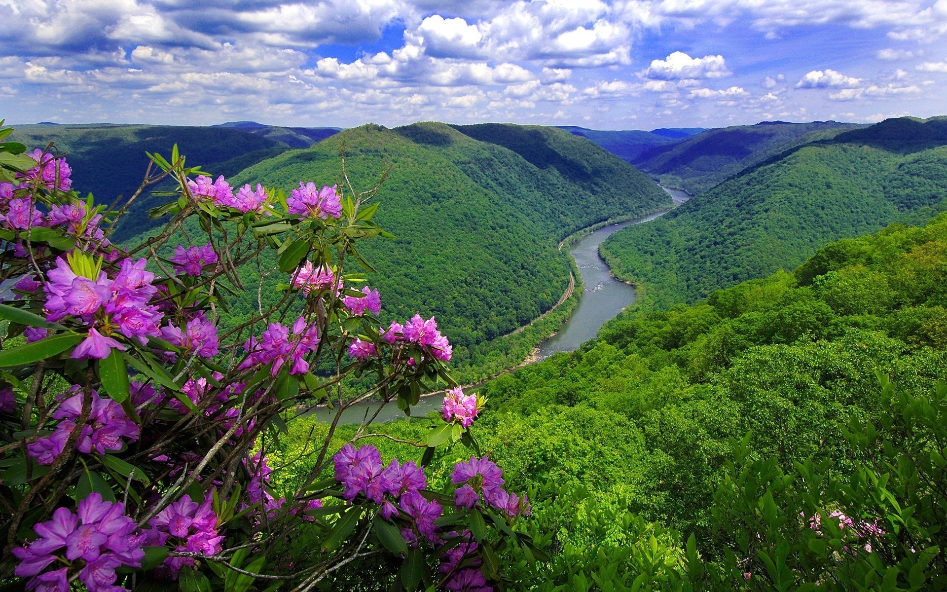 nature, Flowers, River, Mountain Wallpaper