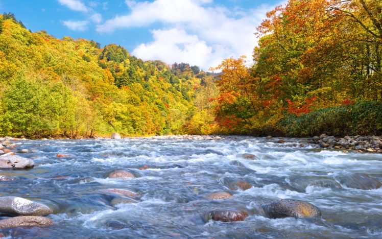 forest, River, Fall, Flow, Early, Stones HD Wallpaper Desktop Background