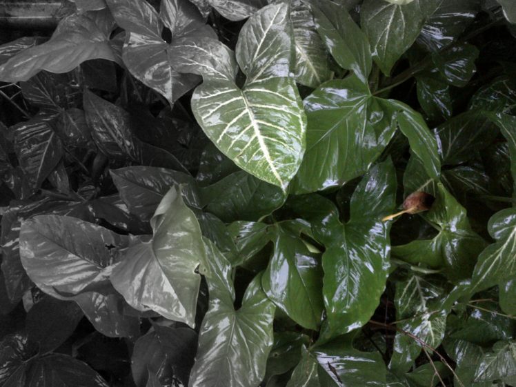 green, Flower, Garden, Vagitation, Raining HD Wallpaper Desktop Background