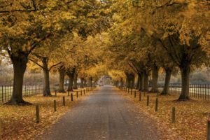 arch, Trees, Autumn, Fence, Building, Walkway