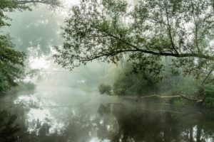 river, Trees, Mist, Morning