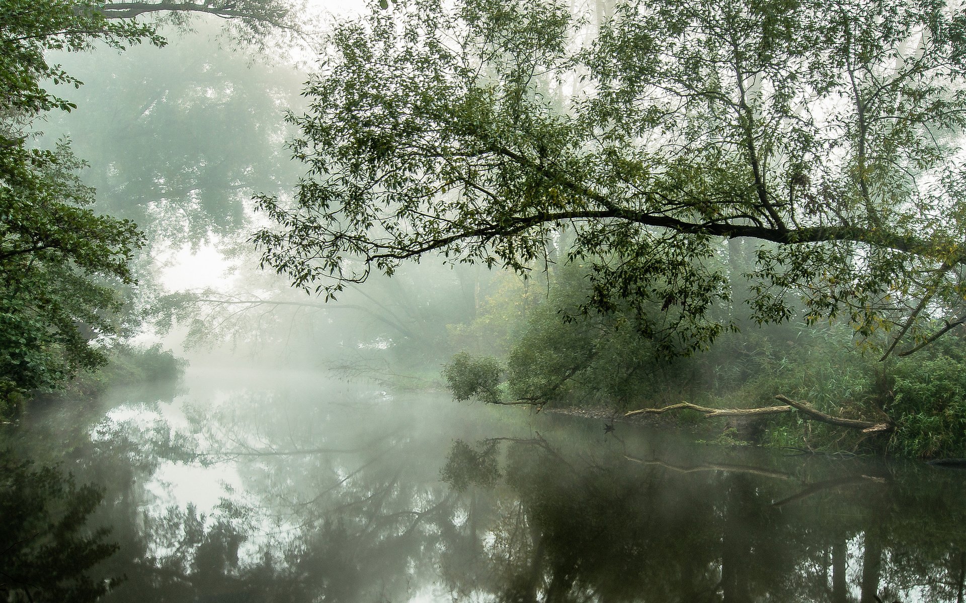 river, Trees, Mist, Morning Wallpaper