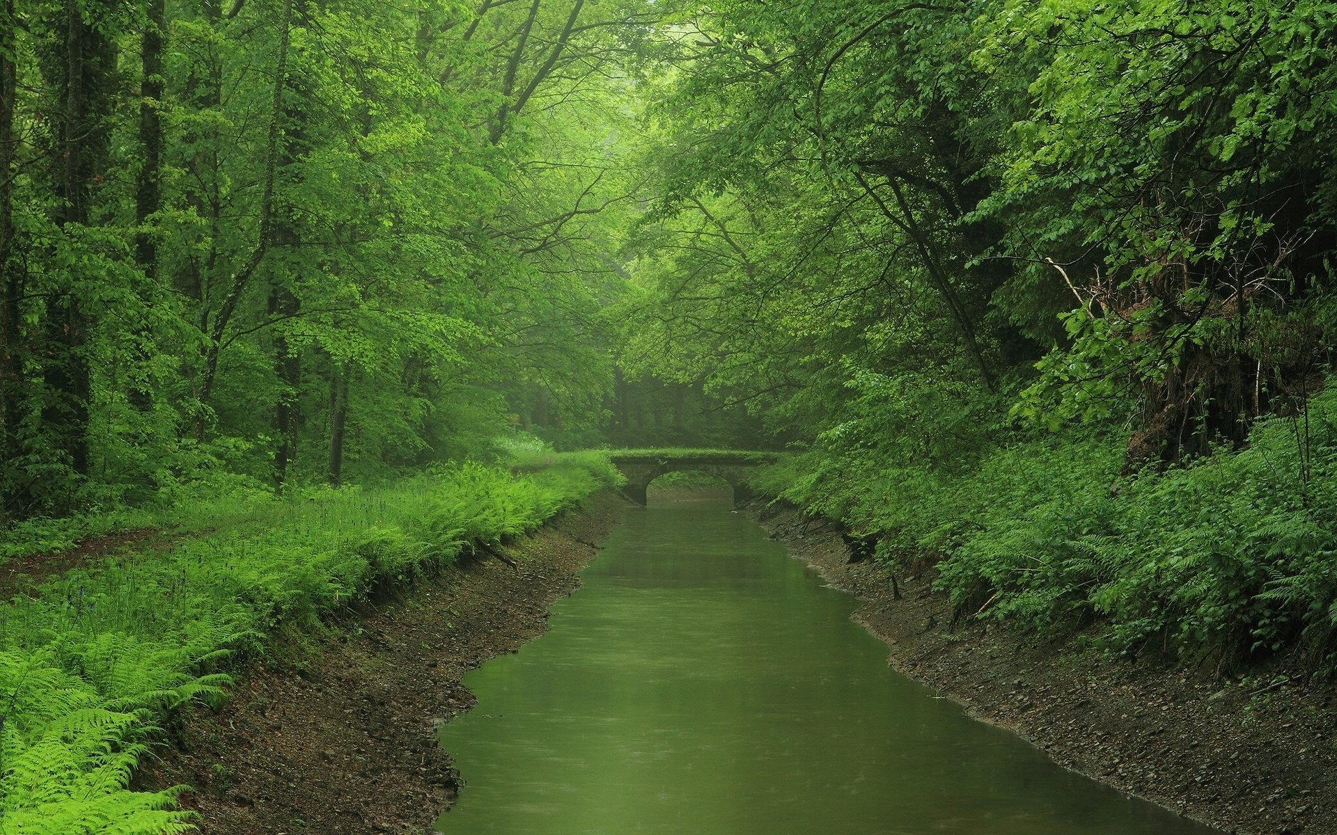 river, Forest, Bridge, Green Wallpaper
