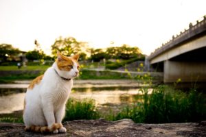 river, Bridge, Cat