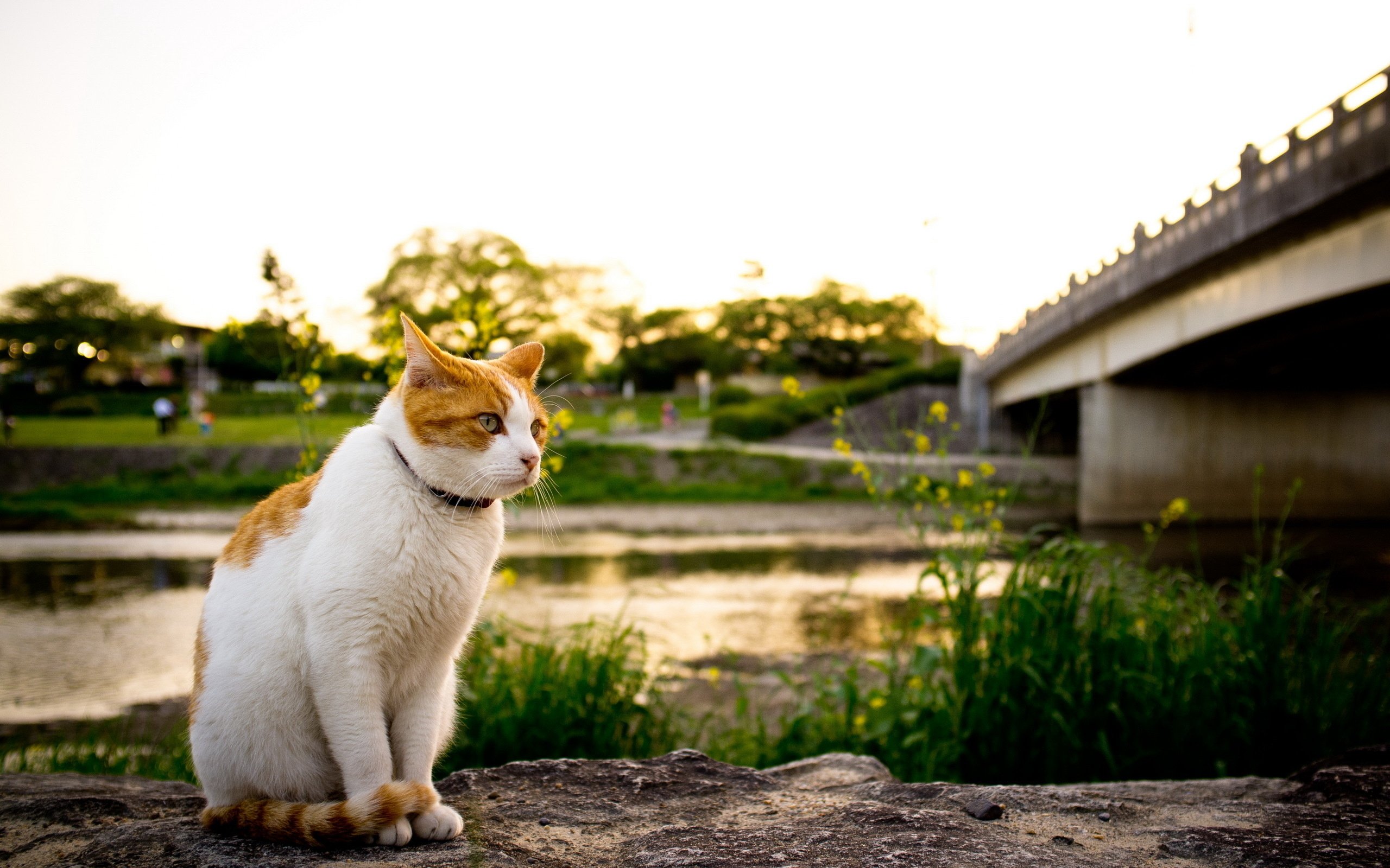 river, Bridge, Cat Wallpaper