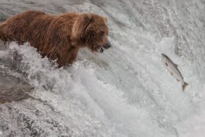 fish, Bear, River, Stream