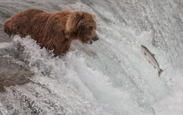 fish, Bear, River, Stream HD Wallpaper Desktop Background