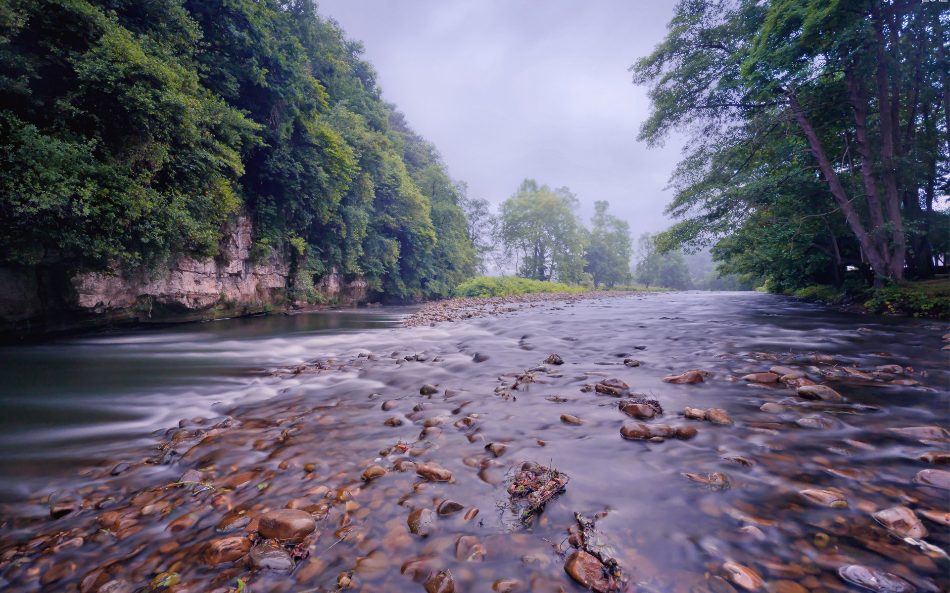 for, Trees, River, Shallow, Timber, Stones, Small, River Wallpaper