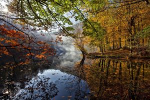 river, Trees, Leaves, Autumn