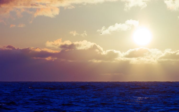 bird, Clouds, Waves, Sky, Sun, Seagull, Sea HD Wallpaper Desktop Background