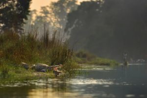 chitwan, National, Park, River, Crocodile, Nepal