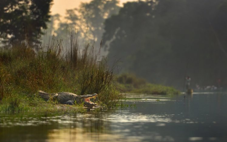 chitwan, National, Park, River, Crocodile, Nepal HD Wallpaper Desktop Background