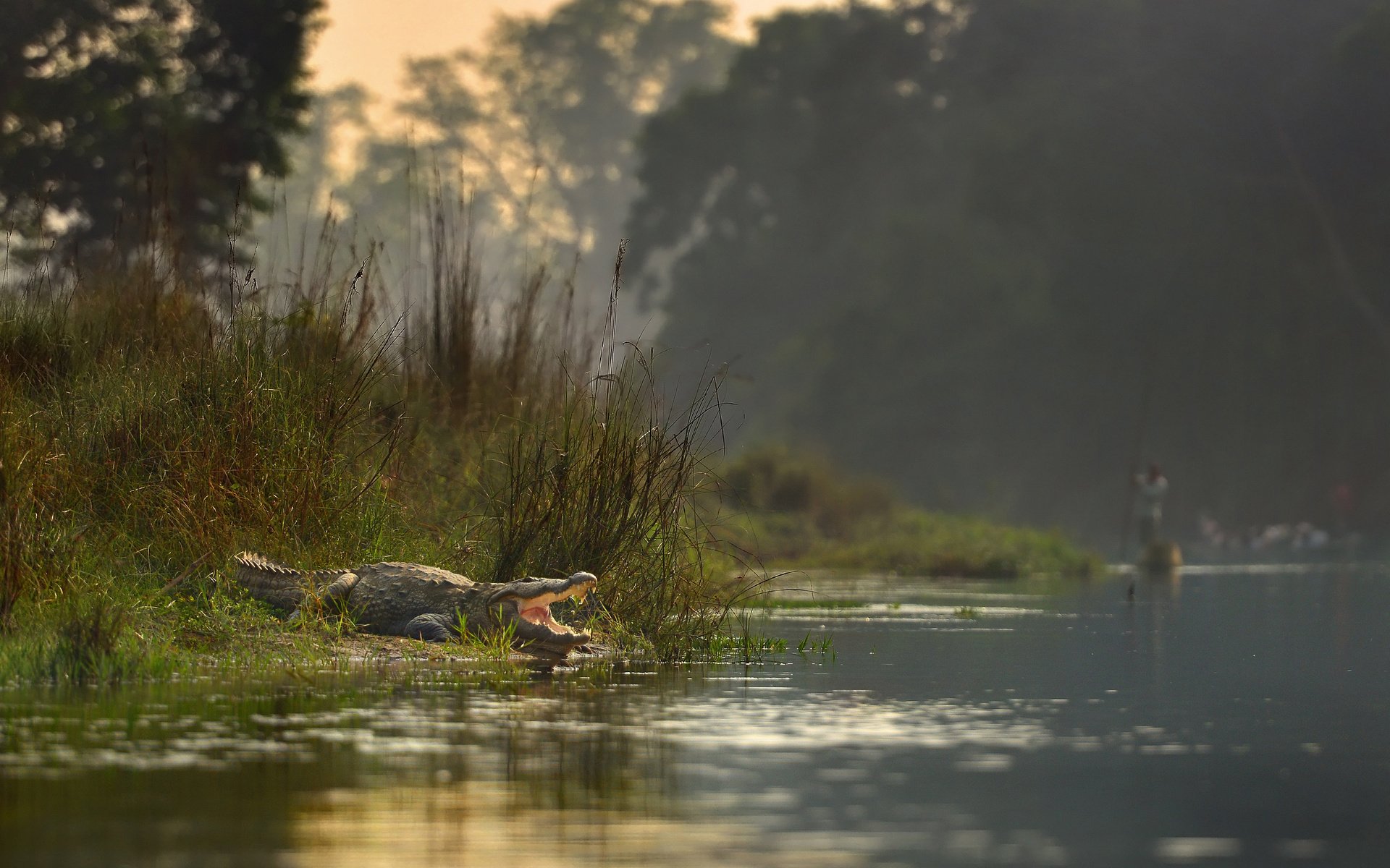 chitwan, National, Park, River, Crocodile, Nepal Wallpaper