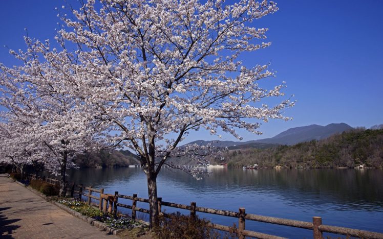sakura, Spring, River, Japan HD Wallpaper Desktop Background