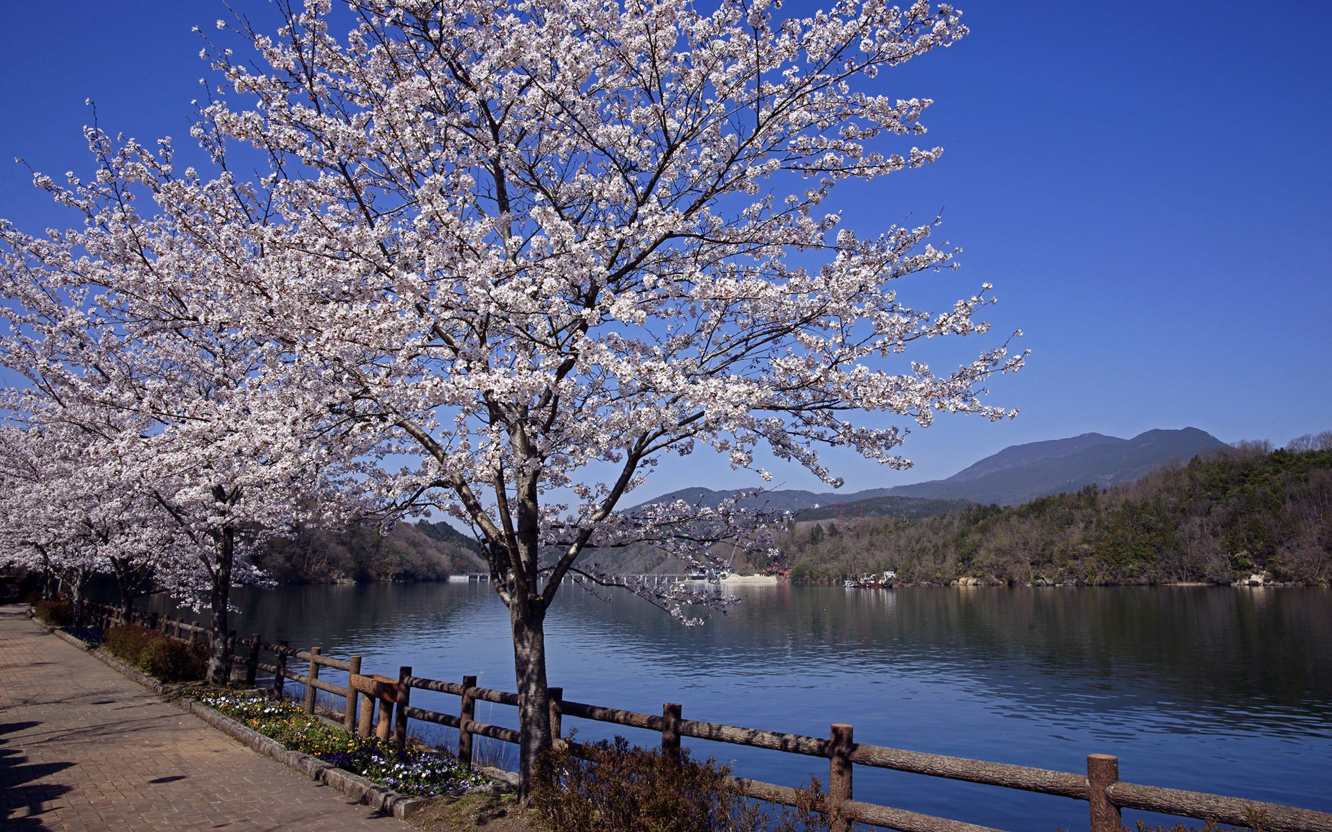 sakura, Spring, River, Japan Wallpaper