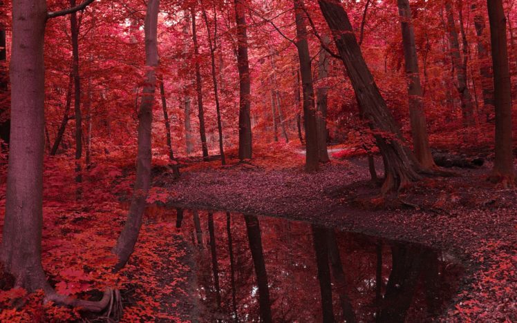 river, Forest, Landscape, Nature, Leaves, Trees, Water HD Wallpaper Desktop Background