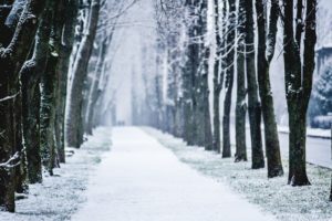 avenue, City, Snow, Trees, Winter
