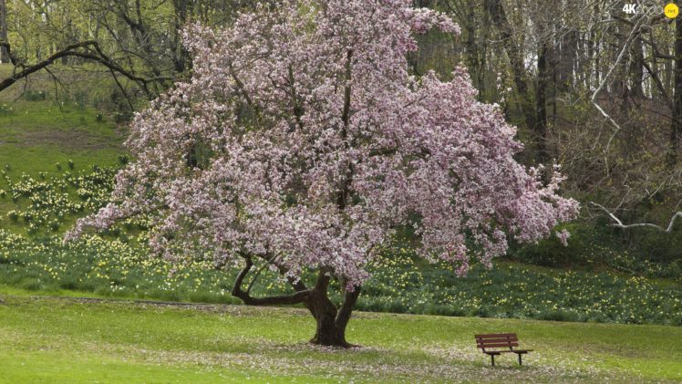 bench, Forest, Spring, Trees, Flourishing, Flowers HD Wallpaper Desktop Background