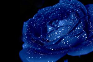 blue, Rose, Beauty, Nature, Flower
