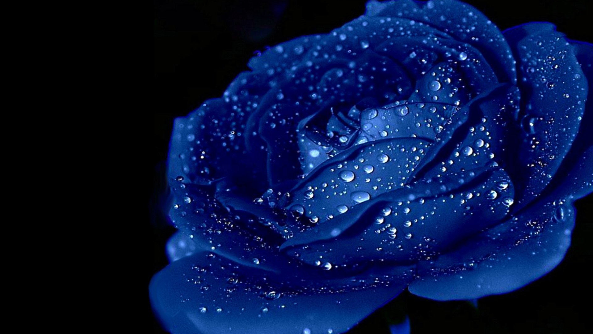 blue, Rose, Beauty, Nature, Flower Wallpapers HD / Desktop and Mobile  Backgrounds