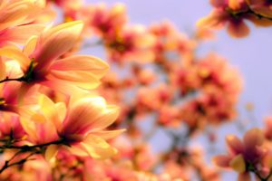 bright, Flower, Magnolia, Petals, Twigs, Branches