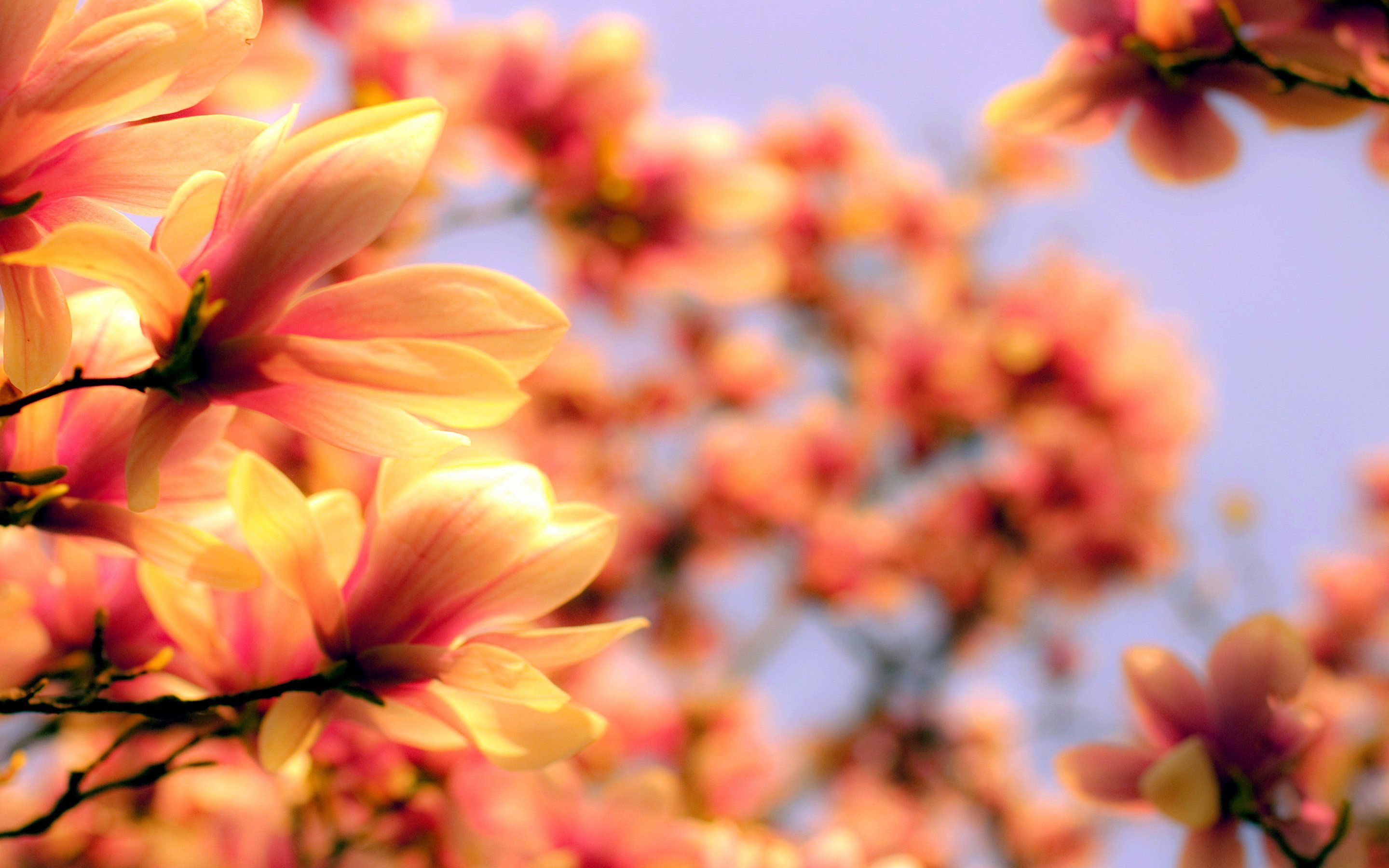bright, Flower, Magnolia, Petals, Twigs, Branches Wallpaper