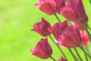 bright, Spring, Green, Tulips, Flowers, Background
