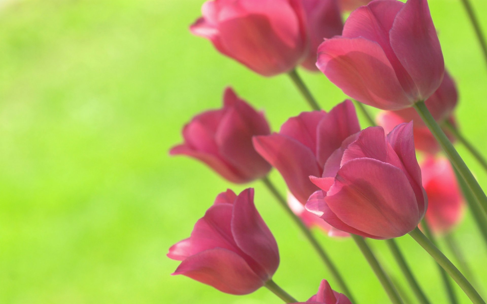 bright, Spring, Green, Tulips, Flowers, Background Wallpaper