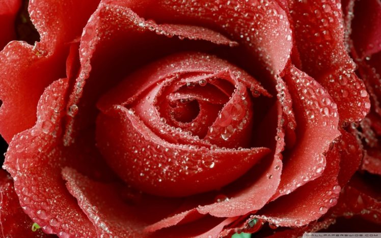 dewy, Red, Rose, Flower HD Wallpaper Desktop Background