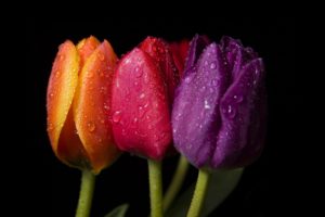 drops, Bright, Orange, Three, Tulips, Red, Purple, Close up, Color