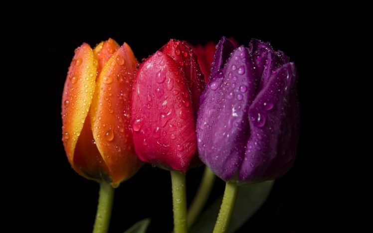 drops, Bright, Orange, Three, Tulips, Red, Purple, Close up, Color HD Wallpaper Desktop Background