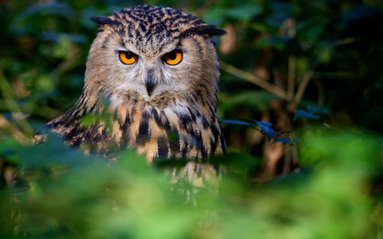 eyes, Owl, Eagle, Owl, Bird HD Wallpaper Desktop Background