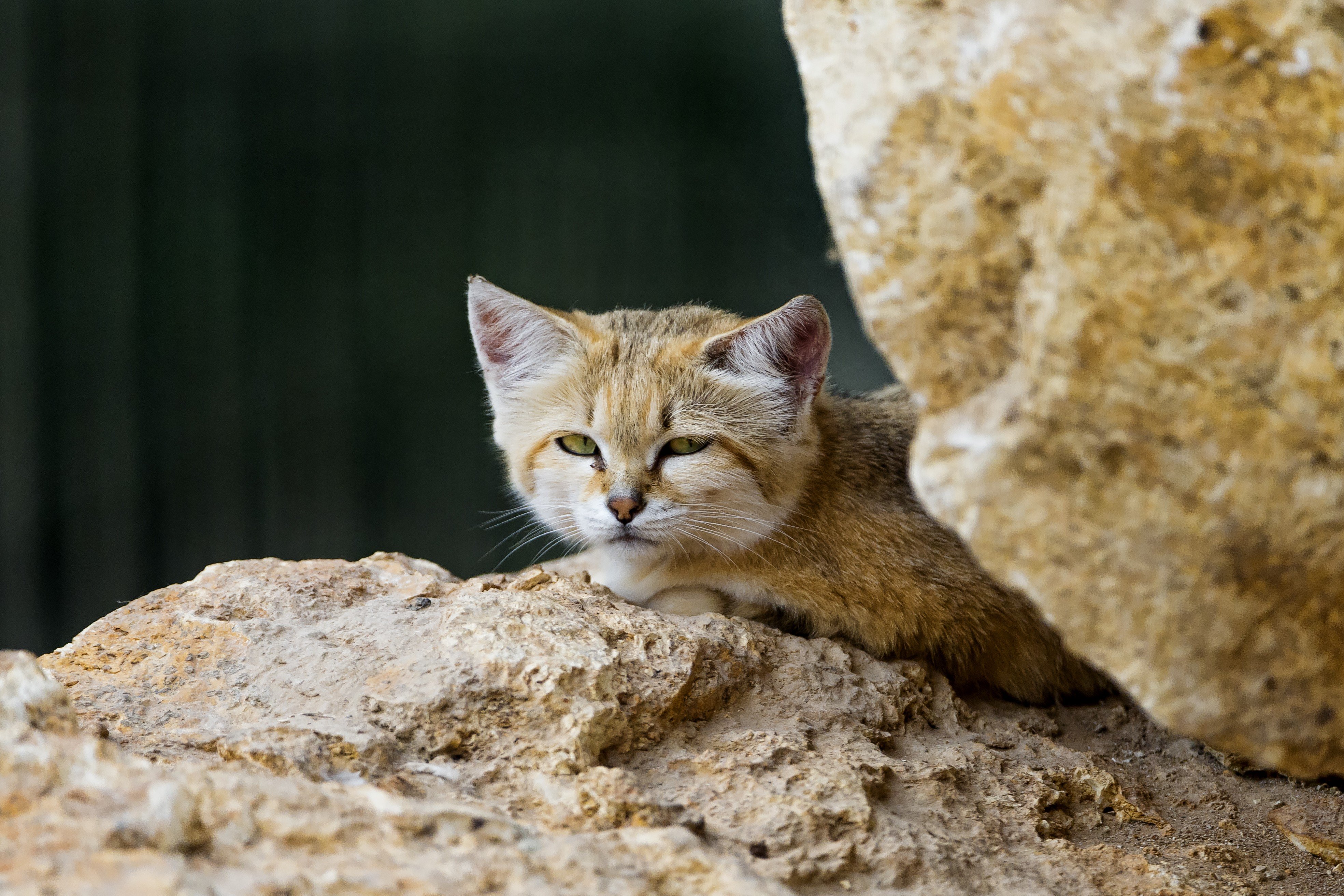 gato, Escondido, Rocas, Animales Wallpaper