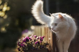 gato, Blanco, Jardin, Animales, Felino