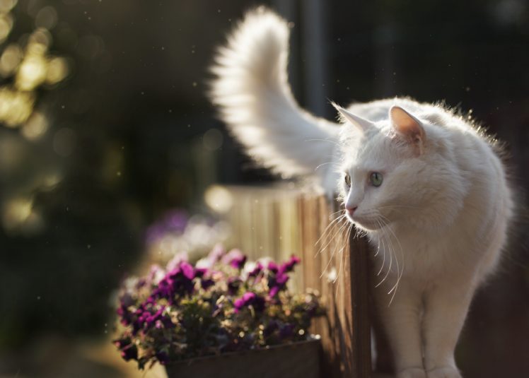 gato, Blanco, Jardin, Animales, Felino HD Wallpaper Desktop Background