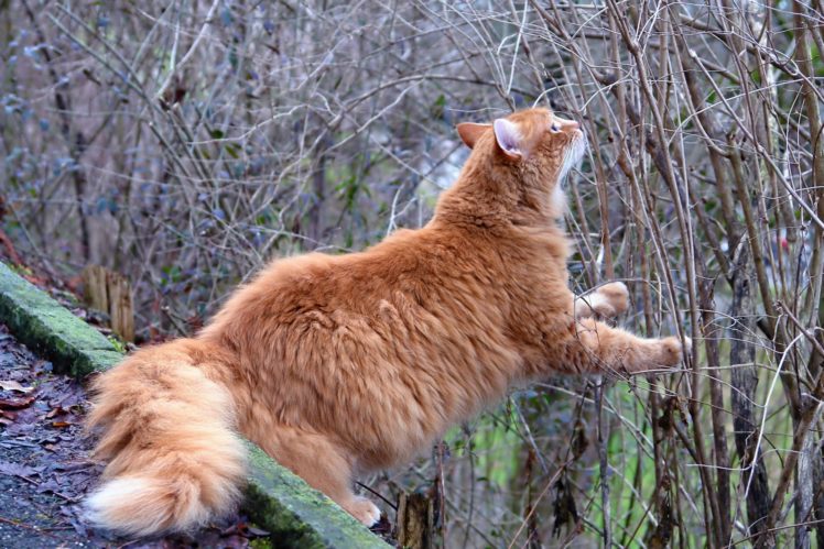 gato, Saltando, Animales, Felino HD Wallpaper Desktop Background