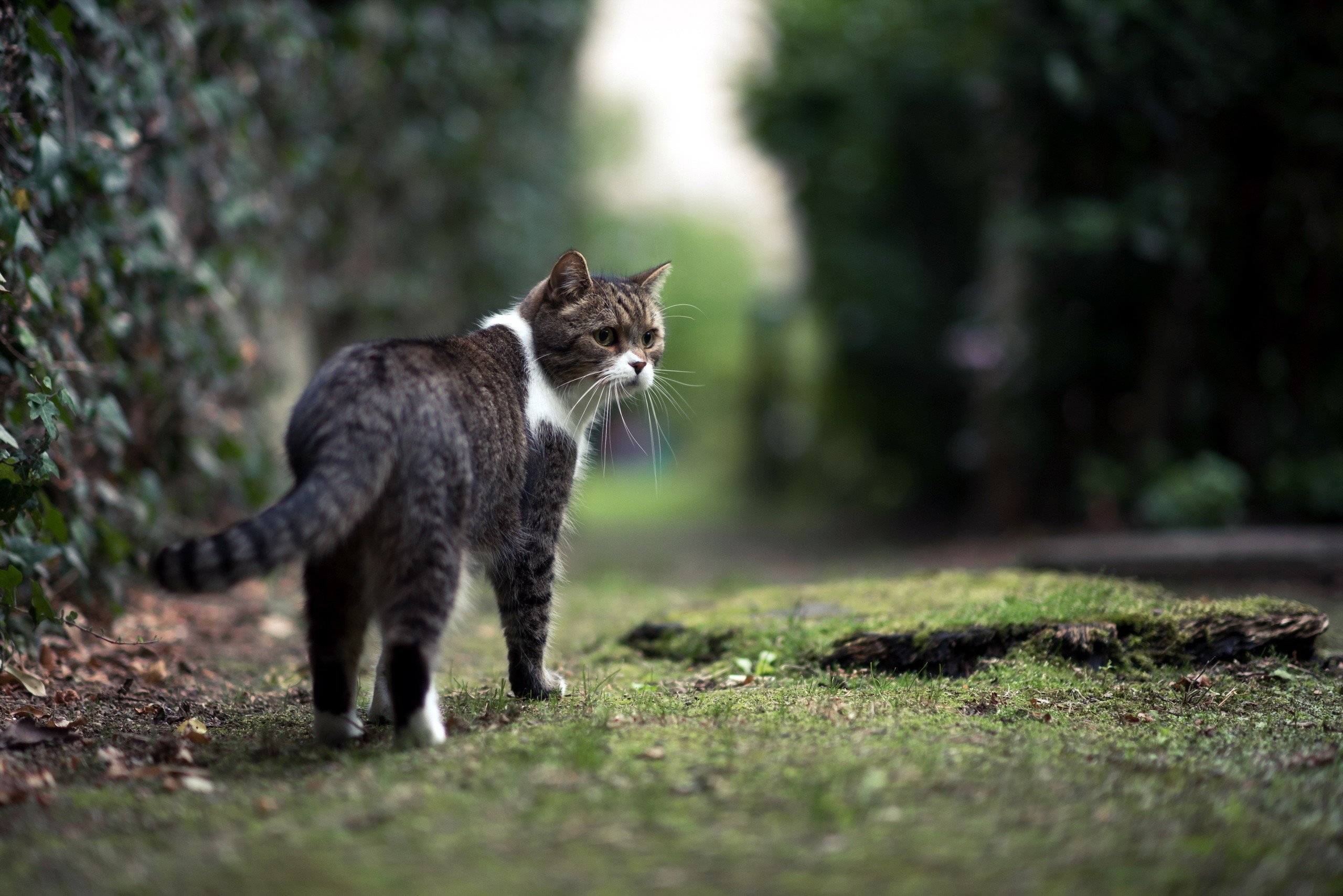 gato, Comun, Felino, Rayas Wallpaper