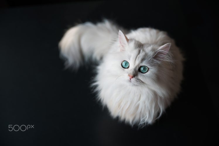 gato, Blanco, Peludo, Animales, Felino HD Wallpaper Desktop Background