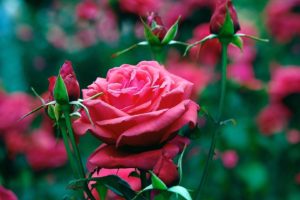 garden, Roses, Flowers, Beautiful, Pink