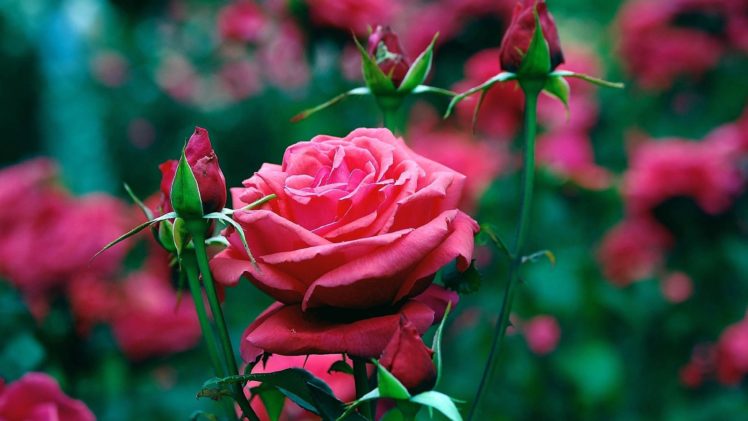 garden, Roses, Flowers, Beautiful, Pink HD Wallpaper Desktop Background