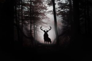 fog, Animal, Trees, Leaves, Art, Deer, Antlers, Forest