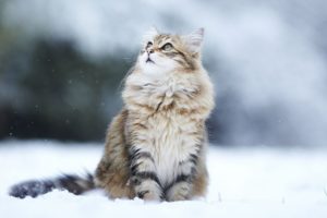 gato, Felino, Animales, Nieve