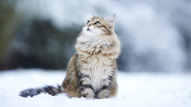 gato, Felino, Animales, Nieve HD Wallpaper Desktop Background