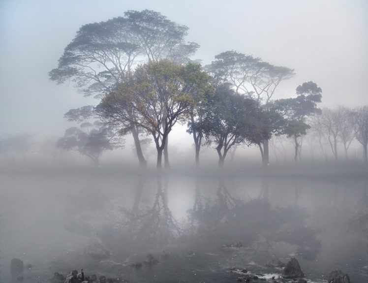 landscape, Tree, Forest, Fog, Beauty, Nature HD Wallpaper Desktop Background