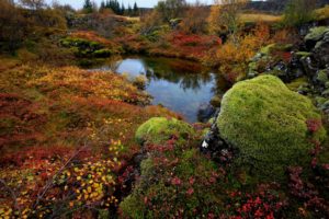 lake, Moss, Stones, Iceland, Trees, National, Park, Thingvellir