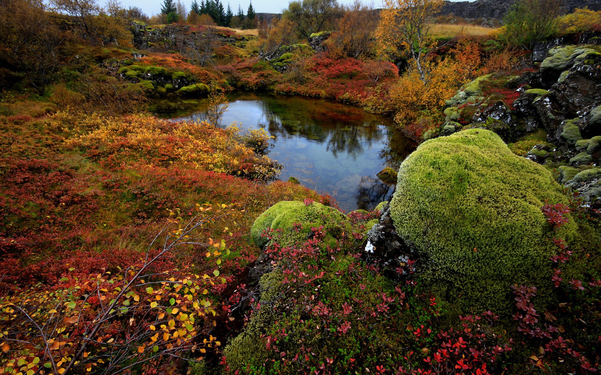 lake, Moss, Stones, Iceland, Trees, National, Park, Thingvellir Wallpaper