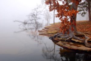 landscape, Tree, Lake, Fog