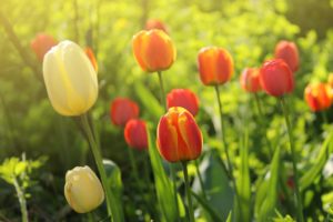 tulips, Flowers, Spring, Garden