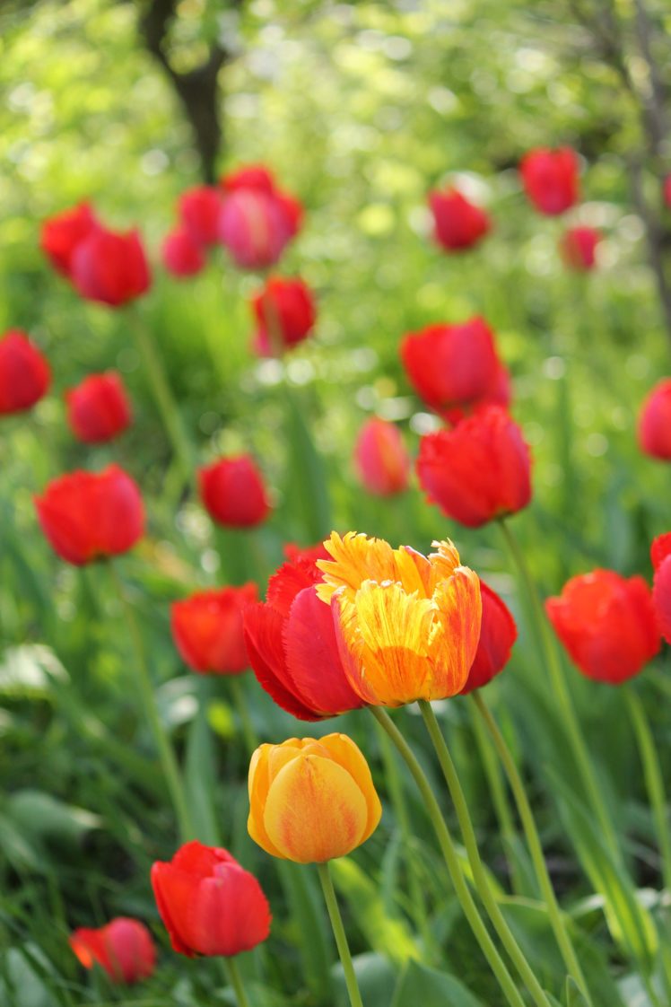 tulips, Flowers, Spring, Garden HD Wallpaper Desktop Background